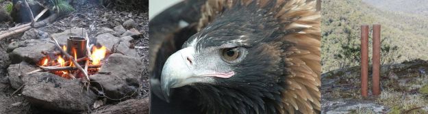 eagle panorama large