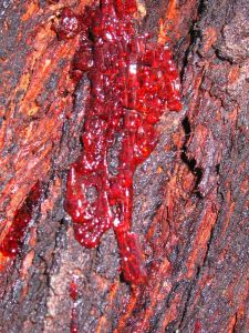 red ironbark tree