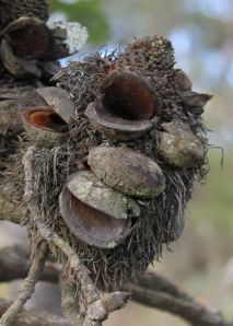 hairy man banksia